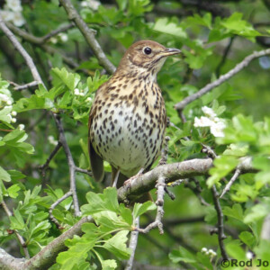 SONG THRUSH IN SPRING HAWTHORN
