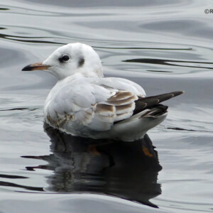 BLACK HEADED GULL ON GREY WATER