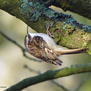 UPSIDE-DOWN TREECREEPER