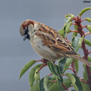 MALE HOUSE SPARROW ON LAUREL HEDGE