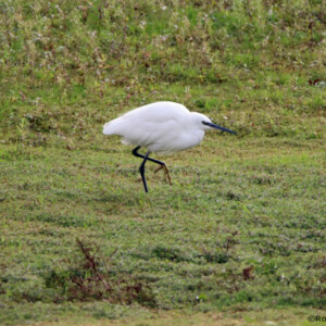 LITTLE EGRET TIPTOEING THROUGH FIELD