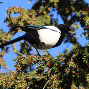 MAGPIE IN YEW TREE