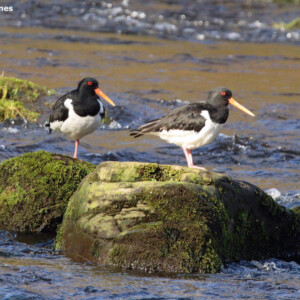 OYSTERCATCHERS IN MIDDLE OF RIVER