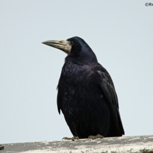 ROOK ON ROOF